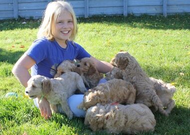 sophie and puppies